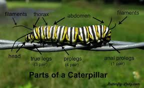 Black And Yellow Striped Caterpillar Michigan Butterfly Lady Timeline Photos Facebook Monarch Caterpillar Monarch Butterfly Caterpillar