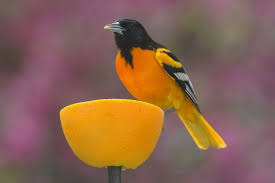 Maybe you would like to learn more about one of these? Birds That Eat Fruit Apples Grapes Cherries