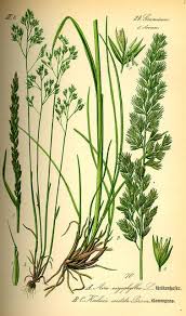 Image result for Avenella flexuosa