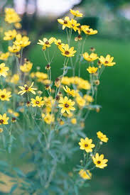Here are 11 recommended choices for plants that offer colorful blooms for your shade garden. How To Grow Tall Coreopsis Perennials Wild Flowers Wildflower Drawing