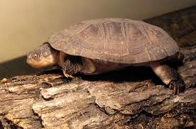 The african sideneck turtle's face can be described as friendly and adorable in appearance. African Sideneck Turtle 2021