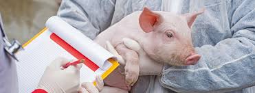 It probably is animal health, but please, give us more context (where you found the phrase or the complete sentence), so that we can be more helpful. Sanidad Animal Ng Miagro Enterprise