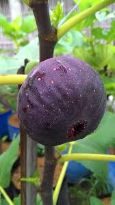 Por Mp Fruit Garden Fruit World Organic Fruit