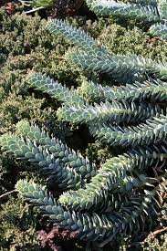 Image result for Agelanthus myrsinifolius
