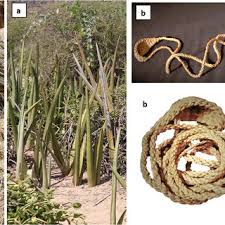Image result for Indigastrum costatum