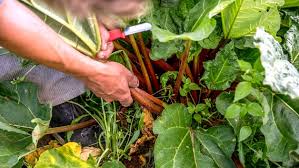 Rhabarber wann ernten, rhabarber ernten tipps und tricks zur richtigen rhabarber ernte bluehendergarten. Rhabarber Pflanzen Ernten Und Teilen Ndr De Ratgeber Garten Nutzpflanzen