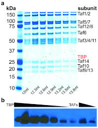 Download the perfect tata motors pictures. Purification Of The Tata Box Binding Protein Tbp Associated Factor Download Scientific Diagram