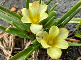 Image result for Moraea