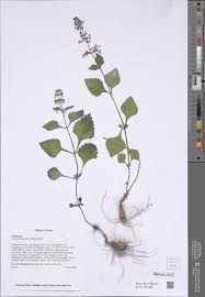 Image result for Vepris fanshawei