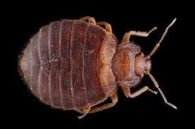 Image result for bed bugs