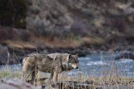 Grey Wolf Wildlife Yellowstone National Park Wildlife Adventure Wolf Pictures Yellowstone Wolves