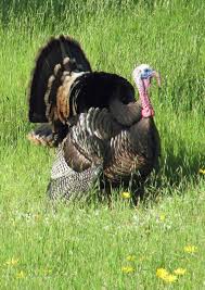 We did not find results for: Cambria Thanksgiving Dinner You Can Even Go For Leftovers San Luis Obispo Tribune
