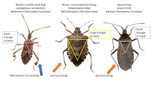 222 likes · 23 talking about this. Stink Squash And Seed Bugs Uninvited Pests The Adirondack Almanack