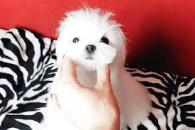 Maltese Terrier 2020 Malta Kopegi Kopek Poodle