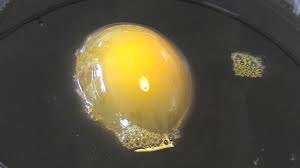 The purpose of this lab is to investigate osmosis across a semipermeable membrane. Osmosis Egg Lab Day 1 Vtwctr