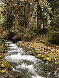 Start by heading up the staircase rapids nature trail. Staircase Area Olympic National Park Wa Hiking