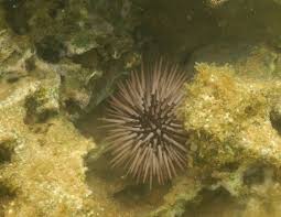 Sea Urchin Oahu Painting Oahu Art