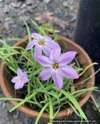 Image result for Iphigenia pauciflora