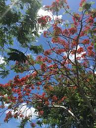 Wow with the perfect bouquet! Delonix Regia Wikipedia
