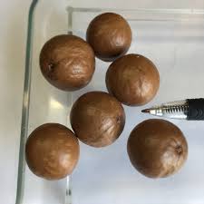 Image result for Macadamia aff. integrifolia