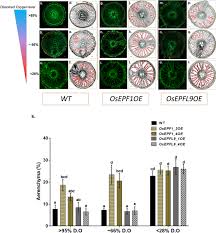 While most of the words on the list concern garments and clothing to wear, there are a few words which have a different meaning. Rice Plants Overexpressing Osepf1 Show Reduced Stomatal Density And Increased Root Cortical Aerenchyma Formation Scientific Reports