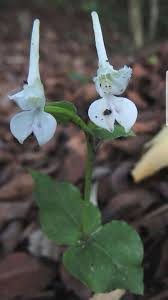 Image result for Disperis reichenbachiana