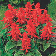 They perform best in full sun and are real heat lovers. Salvia Tropical Sage Salvia Splendens My Garden Life
