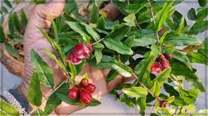 For those being used for fruit production, it is better to space them around 15 feet apart. How To Grow Pomegranate Tree In A Pot From Fresh Pomegranate Ll Best Easy Way To Grow Pomegranate Youtube