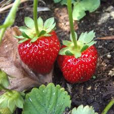 You can create the perfect growing conditions by minimising weeds, using tui strawberry mix and food, and then adding a layer of barley straw to protect from the elements. Tasty Strawberry Growing Tricks Get Them Right And Grow Them Great