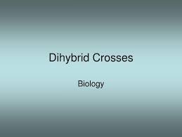 These type of crosses can be challenging to set up, and the square you create will be 4x4. Ppt Dihybrid Crosses Powerpoint Presentation Free Download Id 3551299