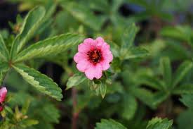 We did not find results for: Garten Fingerkraut Miss Willmott Kaufen Garten Von Ehren Qualitat Seit 1865 Garten Von Ehren