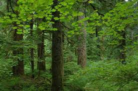 Groundcovers will vary depending on amount of sunlight and moisture. People Forests And Change Lessons From The Pacific Northwest Research Highlights Us Forest Service Research Development
