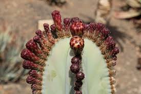 Image result for Lophocereus marginatus