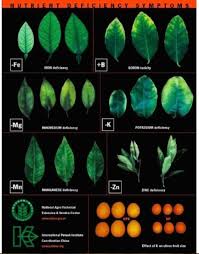 Plant Nutrient Deficiency Leaf Illustrations And Charts