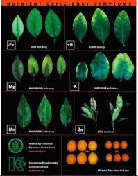 Plant Nutrient Deficiency Leaf Illustrations And Charts