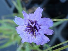 Image result for Vernonia centaureoides