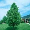 Find this pin and more on trees by accelerated green works, inc. 1