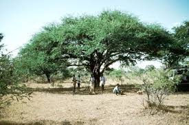 Image result for Acacia eriocarpa