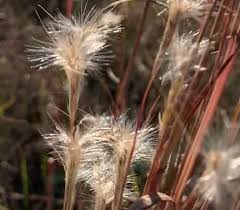 Image result for Andropogon eucomus
