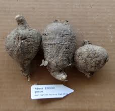 Image result for Adenia goetzei