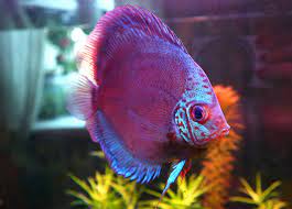 7 Exotic Freshwater Fish To Keep At Home Petland Texas