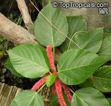 Image result for Acalypha hispida