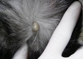 privivka ot piroplazmoza sobak vakcinoj pirodog ot 2200 rublej simptomy priznaki lechenie piroplazmoza u sobak set veterinarnyh centrov medvet