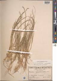 Image result for Hainardia