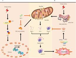 Many researchers believe that stem cells hold the key to unlocking future treatments for cancer, not only because of their healing power, but because, researchers. Programmed Cell Death In Stem Cell Based Therapy Mechanisms And Clinical Applications
