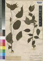 Image result for Acalypha ornata