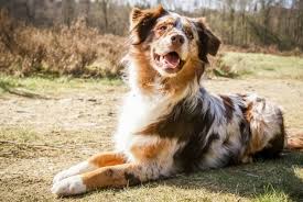 Their size and appearance probably won't be intimidating, and likely won't follow up any barking with a bite. Australian Shepherd German Shepherd Mix 7 Must Read Facts Australian German Shepherd Australian Shepherd Australian Shepherd Dogs