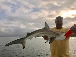 Maybe you would like to learn more about one of these? Late Afternoon Shark Fishing In Tampa Bay Picture Of Spanish Sardine Fishing Charter St Petersburg Tripadvisor