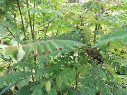 Image result for Phyllanthus pinnatus