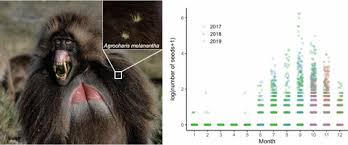 Image result for Agrocharis